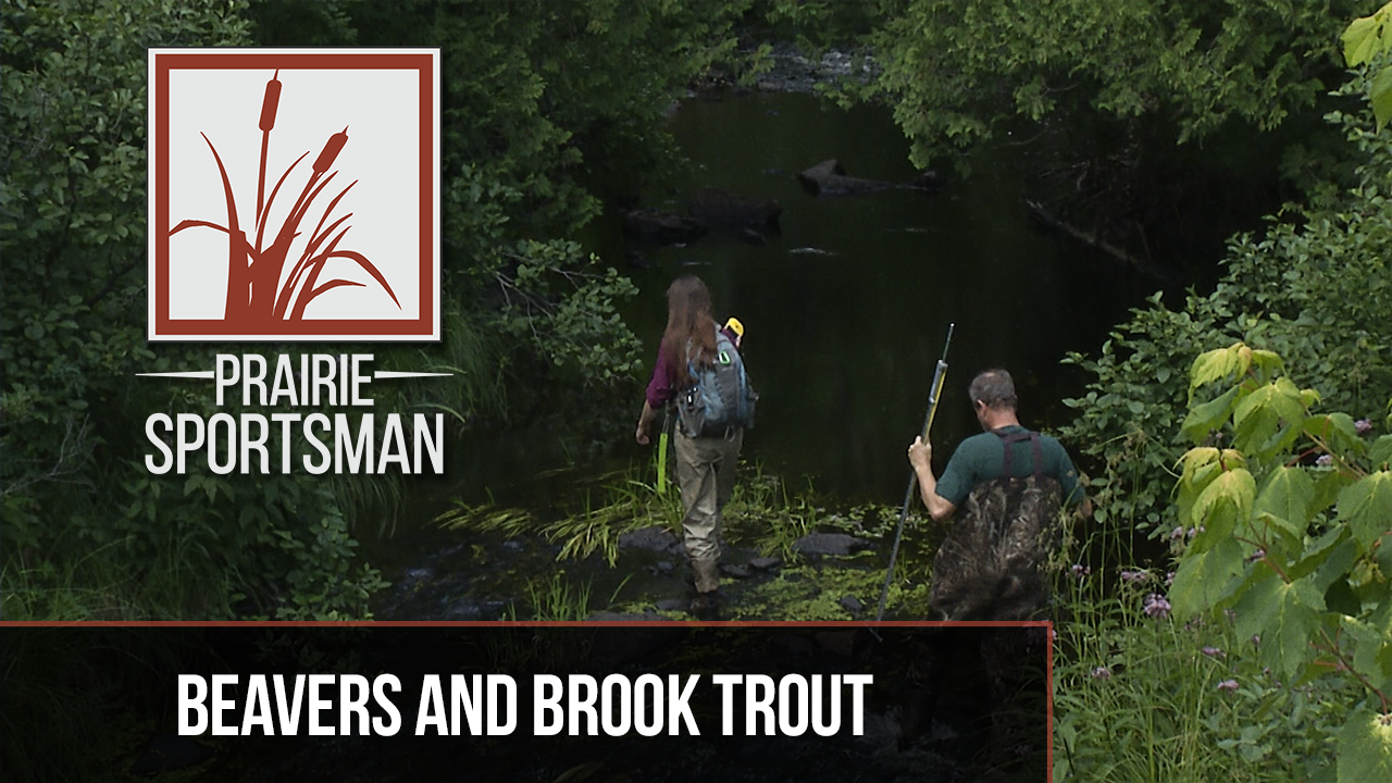 Beavers & Brook Trout