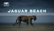 TRAILER | NAAT 4404 | Nature | Jaguar Beach