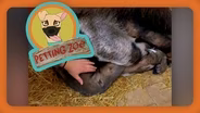 Petting Zoo: Sleepy Anteater Won't Get Out of Bed