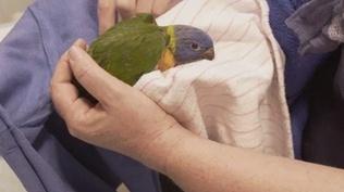 Young Lorikeet Recovers from the Wildfires