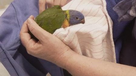 Video thumbnail: Nature Young Lorikeet Recovers from the Wildfires
