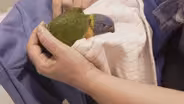 Young Lorikeet Recovers from the Wildfires