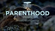 TRAILER | NAAT 4408 | Nature | Parenthood: Oceans