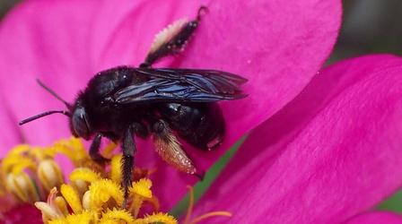 Video thumbnail: Local Routes Help Nesting Bees with Dead Plants & Bare Soil