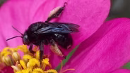 Help Nesting Bees with Dead Plants & Bare Soil