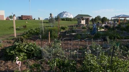 Video thumbnail: Backyard Farmer Community Garden & Tomato Problems