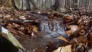 Squirrel Hunt; Turkey Season; Trout Fishing; Bear Dens