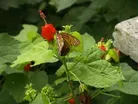 Native plant and meadow design