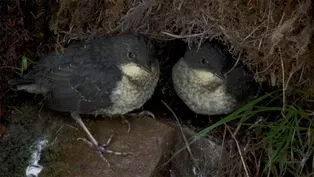 Dipper Chicks Escape Raging River