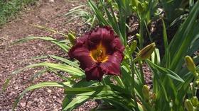 Video thumbnail: Volunteer Gardener Volunteer Gardener 2801