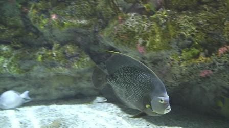 Video thumbnail: rootle Rootle Around at the NC Aquarium at Fort Fisher!