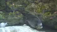 Rootle Around at the NC Aquarium at Fort Fisher!