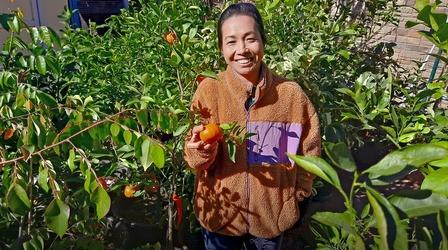 Video thumbnail: Central Texas Gardener Suburban Backyard Food Forest: Phố Phạm