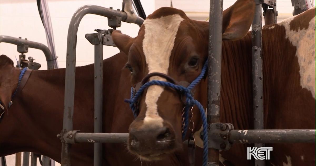 Kentucky Edition Debate Over Creating A Kentucky Vet School Season