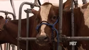 Debate Over Creating A Kentucky Vet School