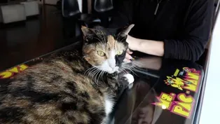 Plenty of Time for Play at Arcade-Themed Rescue The Catcade