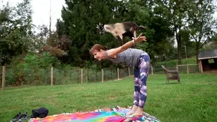 Goat Yoga Therapy