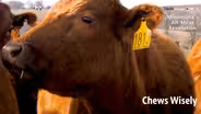 Minnesota's Alt-Meat Revolution: Chews Wisely