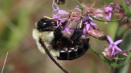 Video thumbnail: Local Routes 30+ Bee Friendly Plants for Your North Florida Garden