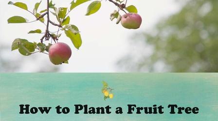 Video thumbnail: Let's Grow Stuff How to Plant a Fruit Tree