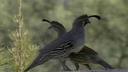 Birds in the Sonoran Desert