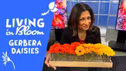 Gerbera Daisy Extravaganza! - Living in Bloom with J Schwanke