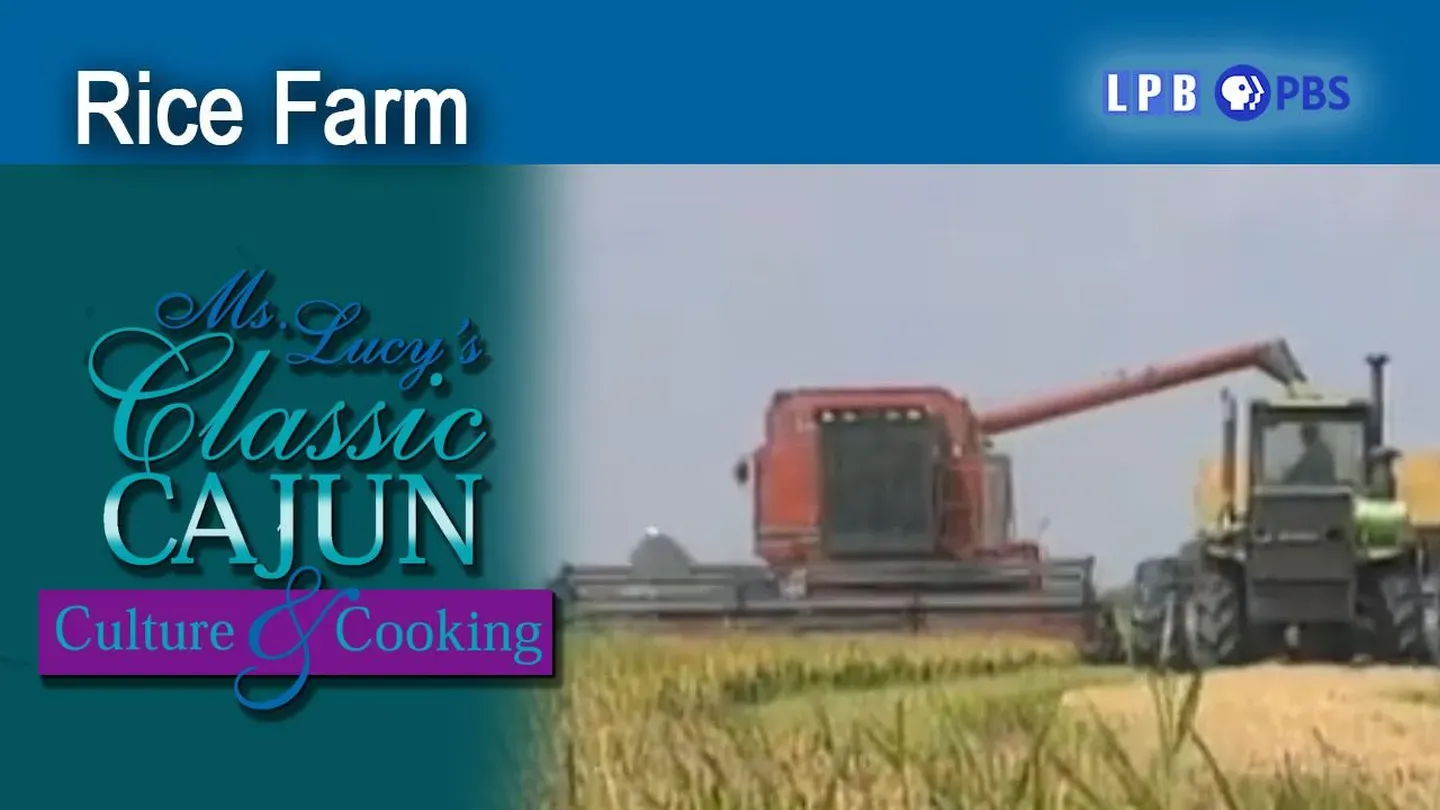 Rice Farm
