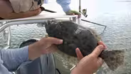 Lowcountry Fishes