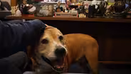 Meet the dogs of the Colorado Capitol