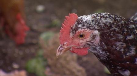 Video thumbnail: Volunteer Gardener Volunteer Gardener 2816