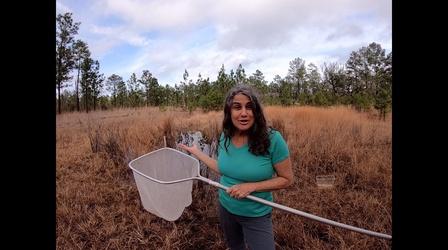 Video thumbnail: WFSU Education Being a Good Neighbor to Our Wetlands
