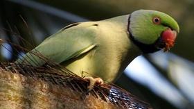 Video thumbnail: PBS NewsHour How a Hawaiian island is fighting invasive parakeets