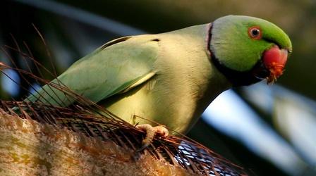 Video thumbnail: PBS NewsHour How a Hawaiian island is fighting invasive parakeets
