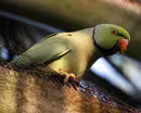 How a Hawaiian island is fighting invasive parakeets