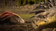 How an Evolutionary Arms Race Created Bizarre Dino Designs