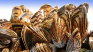 Mar. 27, 2021 - Zebra mussels have WA on high alert
