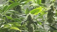 Illinois is Really Close to Legalizing Marijuana … Or Is It?