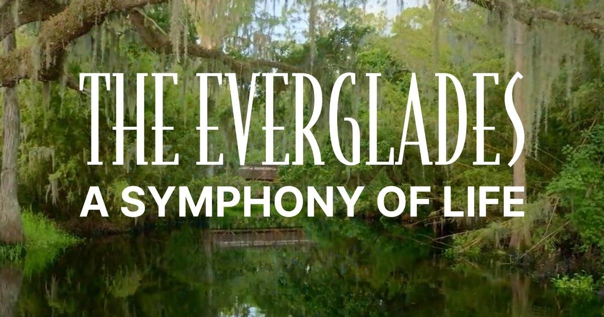 The Everglades: A Symphony of Life | PBS