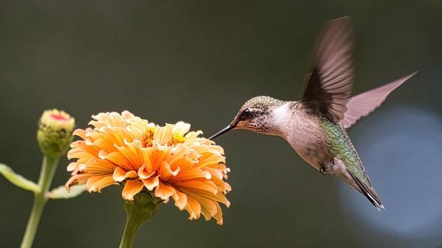 J Schwanke's Life In Bloom | Birds of a Feather