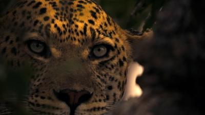 Male Leopard Threatens Leopard Cub