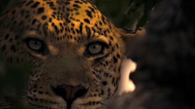 Big Cats 24/7 | Male Leopard Threatens Leopard Cub
