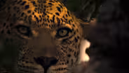 Male Leopard Threatens Leopard Cub