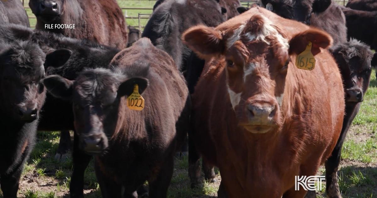 Kentucky Edition MSU Vet School Season 2 Episode 185 PBS