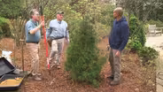 Planting a Japanese Umbrella Pine & Planting a Potted Rose