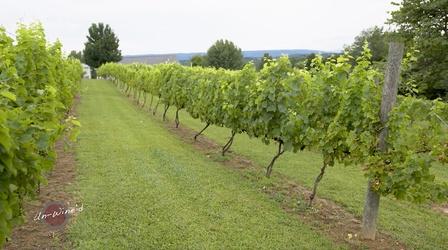 Video thumbnail: Un-Wine'd New River Vineyard and Winery