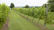 New River Vineyard and Winery