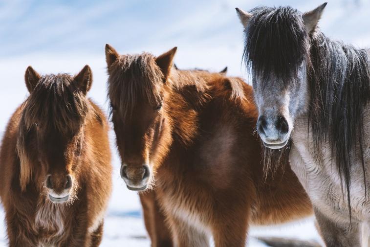 Equus "Story of the Horse" | Episode 2: Chasing the Wind Poster