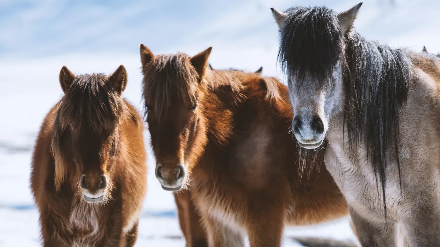 Equus "Story of the Horse" | Episode 2: Chasing the Wind