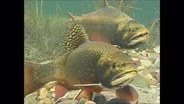 Rising From the Shadows: The Return of the Cutthroat Trout