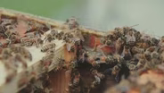 Beekeeping/Honey